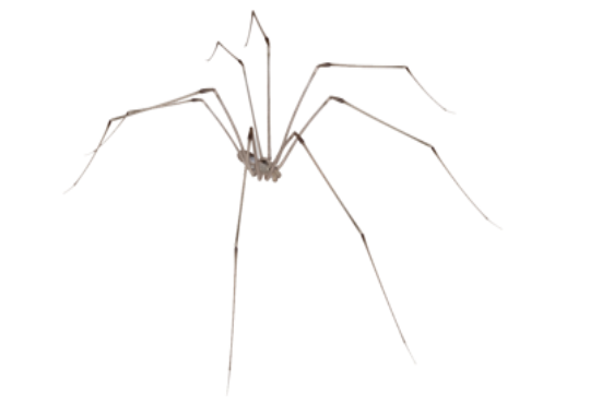 Image result for daddy long leg png